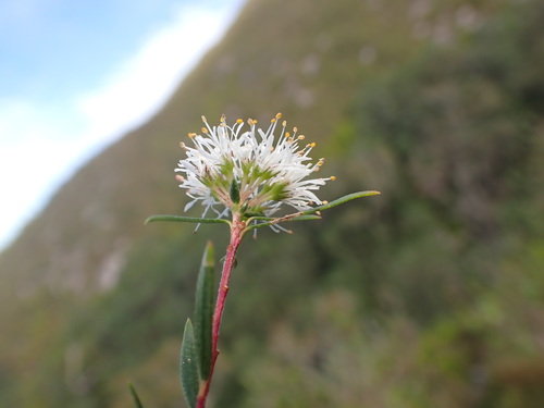Agathosma linifolia (Agathosma linifolia)