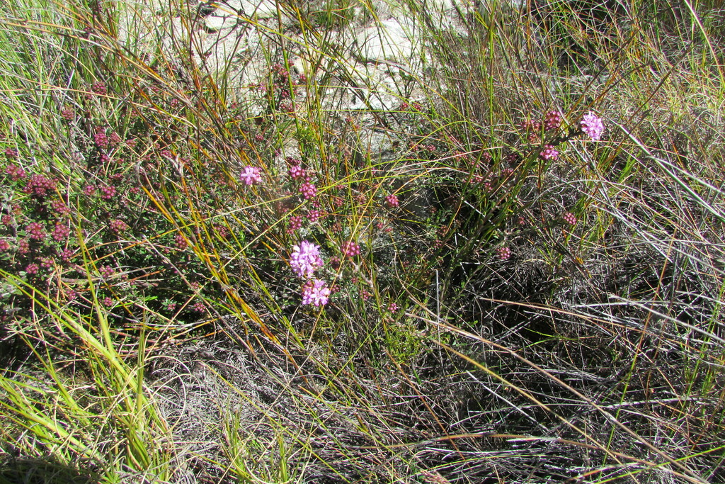 Agathosma marlothii (Agathosma marlothii)