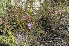 Agathosma marlothii (Agathosma marlothii)