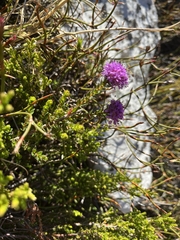 Agathosma marlothii (Agathosma marlothii)