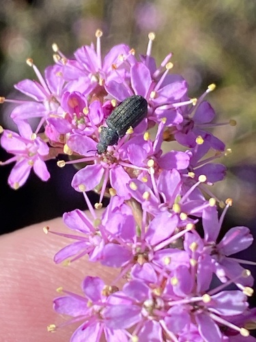 Agathosma marlothii (Agathosma marlothii)