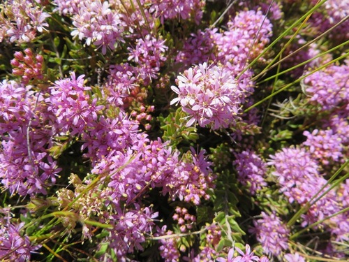 Agathosma marlothii (Agathosma marlothii)