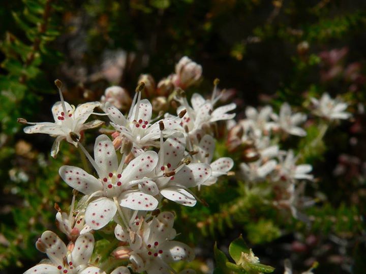 Agathosma martiana: Agathosma martiana - near Kareedouw, Southern Cape, South Africa