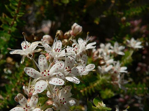 Agathosma martiana: Agathosma martiana - near Kareedouw, Southern Cape, South Africa