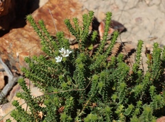 Pimple buchu (Agathosma mucronulata)