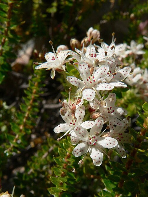 Pimple buchu: Agathosma mucronulata Sond. - Langkloof, Western Cape, South Africa