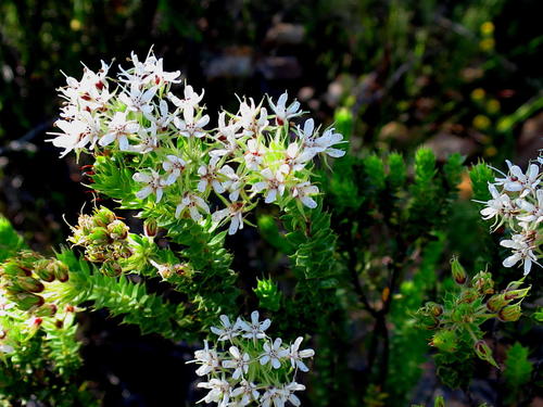Pimple buchu (Agathosma mucronulata)
