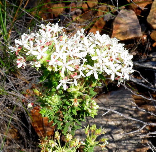 Pimple buchu (Agathosma mucronulata)