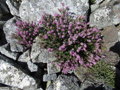 Agathosma odoratissima (Agathosma odoratissima)