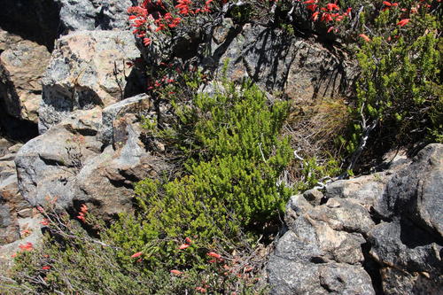 Agathosma odoratissima (Agathosma odoratissima)