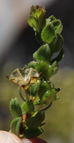 Agathosma odoratissima (Agathosma odoratissima)