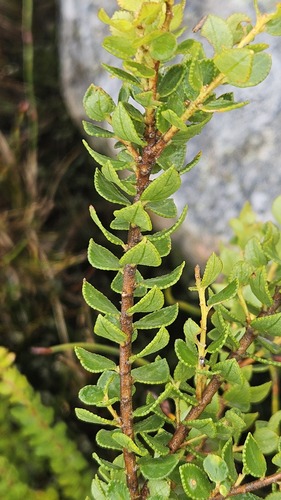 Agathosma odoratissima (Agathosma odoratissima)