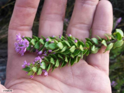 Agathosma odoratissima (Agathosma odoratissima)