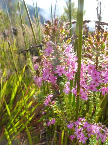 Agathosma odoratissima (Agathosma odoratissima)
