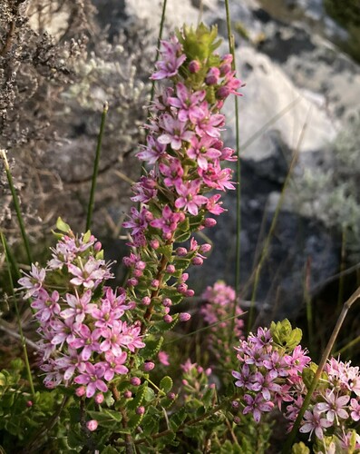 Agathosma odoratissima (Agathosma odoratissima)