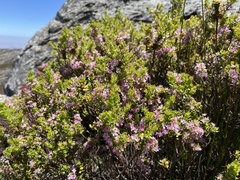 Agathosma odoratissima (Agathosma odoratissima)