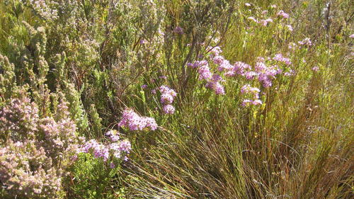 Agathosma odoratissima (Agathosma odoratissima)