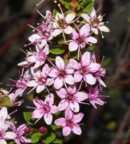 Agathosma odoratissima (Agathosma odoratissima)