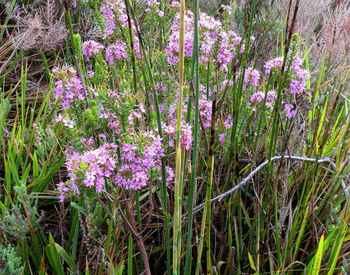 Agathosma odoratissima (Agathosma odoratissima)