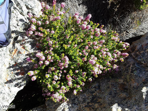 Agathosma odoratissima (Agathosma odoratissima)