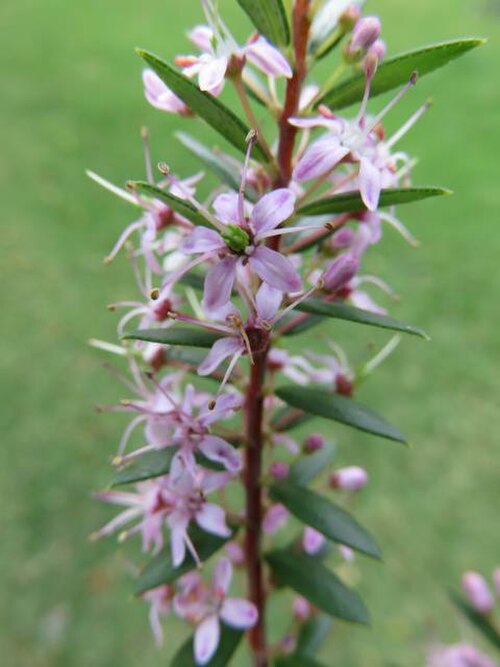 False buchu: Agathosma ovata (Thunb.) Pillans - off Outeniqua Pass near George, Cape Province, South Africa