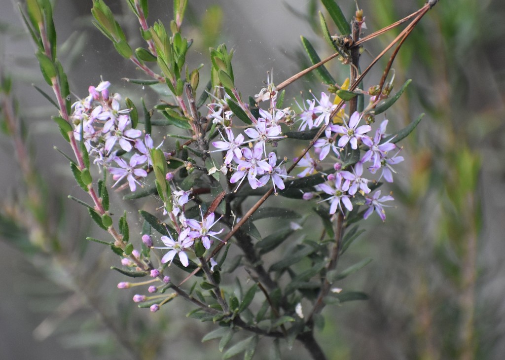 False buchu (Agathosma ovata)