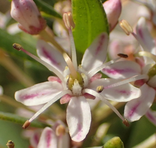False buchu (Agathosma ovata)