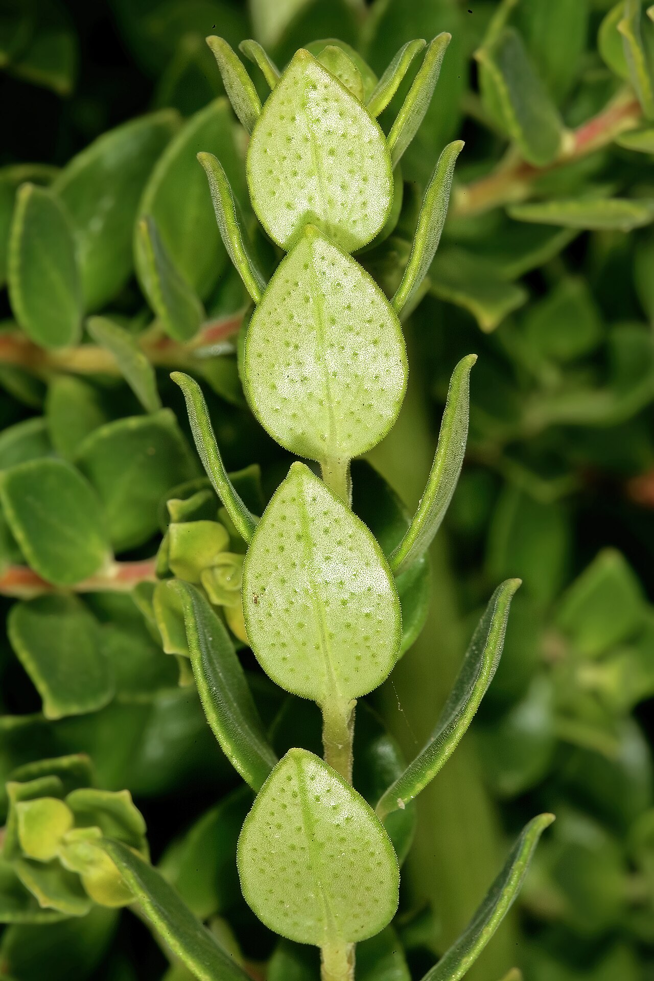 False buchu: Agathosma ovata , shoot with leaves; Kirstenbosch National Botanical Garden, Cape Town, Western Cape, South Africa