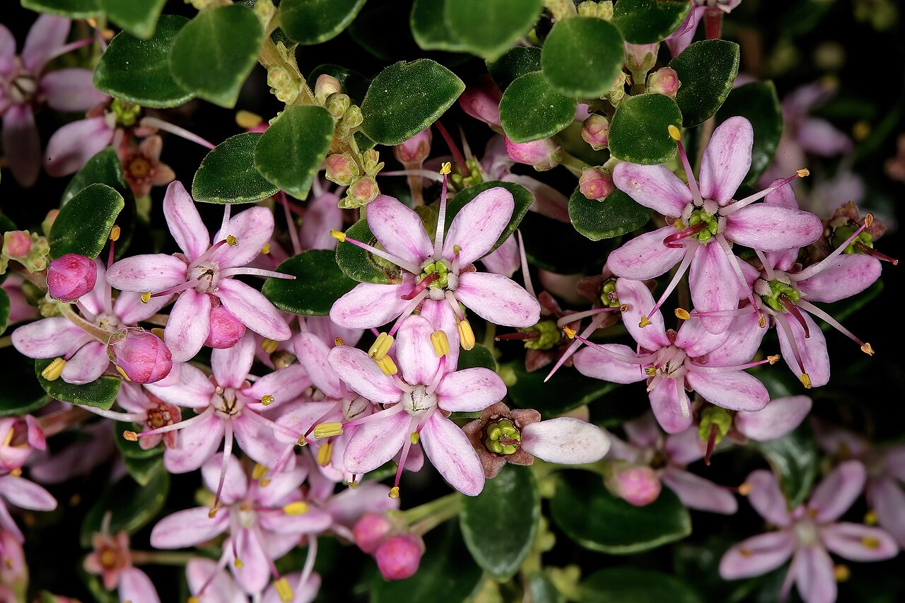 False buchu: Agathosma ovata , flowers; Harold Porter National Botanical Garden, Betty's Bay, Western Cape, South Africa