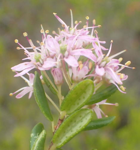 False buchu (Agathosma ovata)