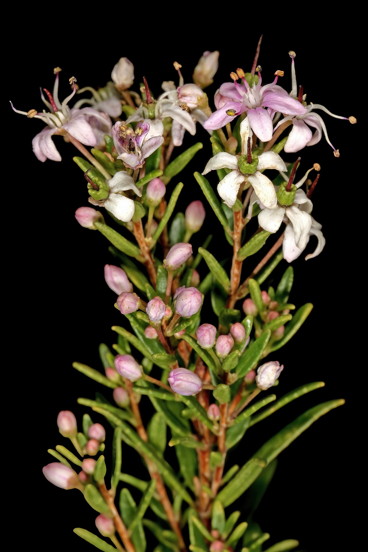 False buchu: Agathosma ovate , flowers; in grassland, Umtamvuna Nature Reserve, Port Edward, KwaZulu-Natal, South Africa