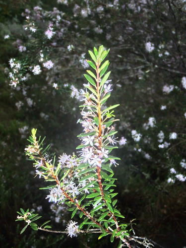 False buchu (Agathosma ovata)