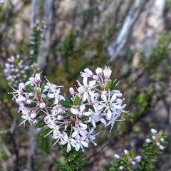 False buchu (Agathosma ovata)