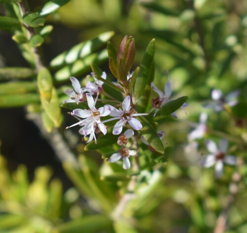 False buchu (Agathosma ovata)