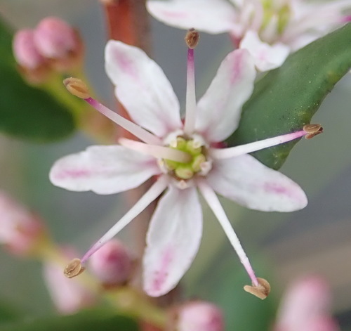 False buchu (Agathosma ovata)