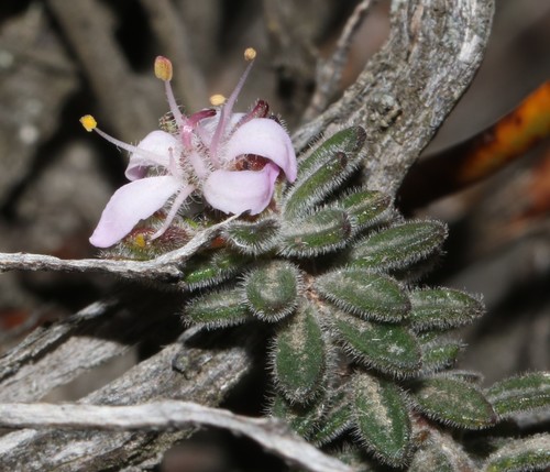 Agathosma phillipsii (Agathosma phillipsii)
