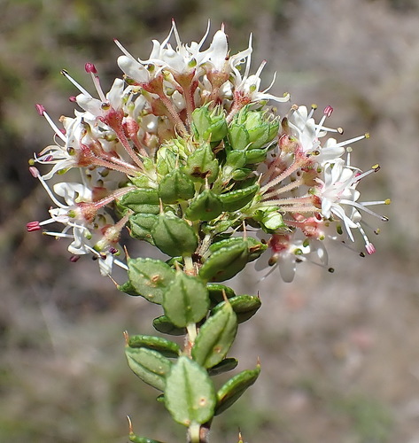 Agathosma puberula (Agathosma puberula)