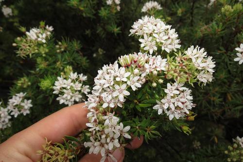 Agathosma puberula (Agathosma puberula)