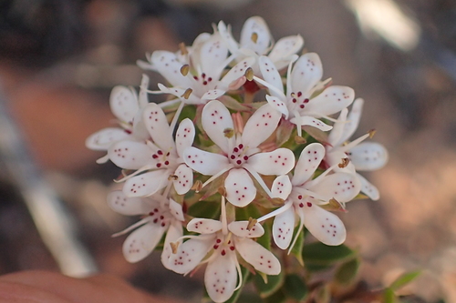 Agathosma puberula (Agathosma puberula)
