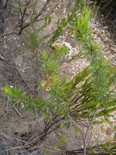 Agathosma puberula (Agathosma puberula)