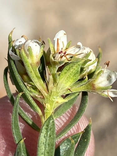 Agathosma puberula (Agathosma puberula)