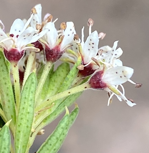 Agathosma puberula (Agathosma puberula)