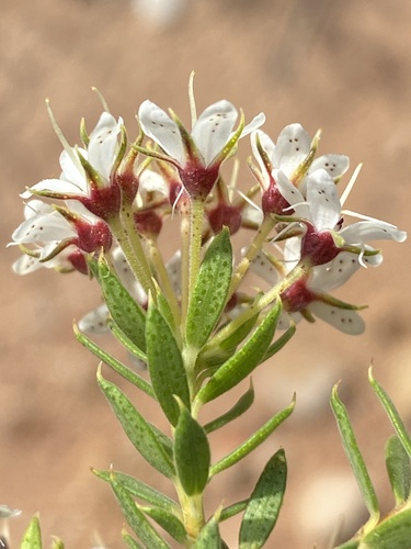 Agathosma puberula (Agathosma puberula)