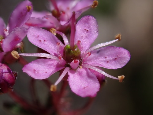 Agathosma purpurea (Agathosma purpurea)