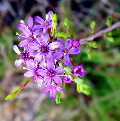Agathosma purpurea (Agathosma purpurea)