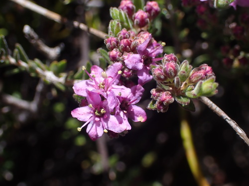 Agathosma purpurea (Agathosma purpurea)