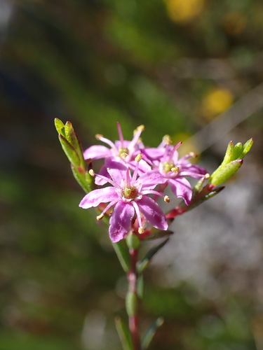 Agathosma purpurea (Agathosma purpurea)