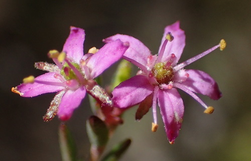 Agathosma purpurea (Agathosma purpurea)