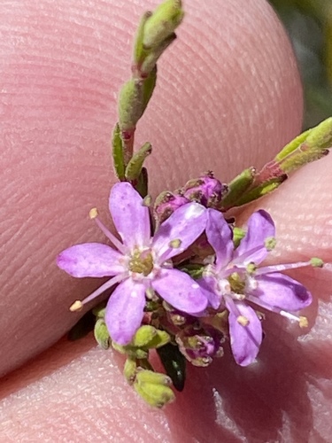 Agathosma purpurea (Agathosma purpurea)