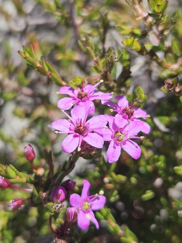 Agathosma purpurea (Agathosma purpurea)
